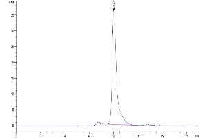 The purity of Human Notch 3 is greater than 95 % as determined by SEC-HPLC. (NOTCH3 Protein (His-Avi Tag))