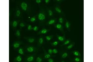 Immunofluorescence analysis of A549 cells using POLR2E antibody (ABIN5970880). (POLR2E 抗体)