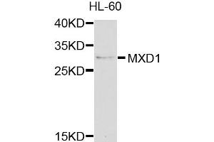 Western blot analysis of extracts of HL-60 cells, using MXD1 antibody (ABIN1873789) at 1:1000 dilution.