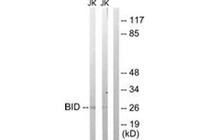 Western blot analysis of extracts from Jurkat cells treated with H2O2 100uM 30', using BID (Ab-78) Antibody. (BID 抗体  (AA 44-93))