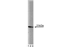 Western blot analysis of Bax on a HepG2 cell lysate (Human hepatocellular carcinoma, ATCC HB-8065).