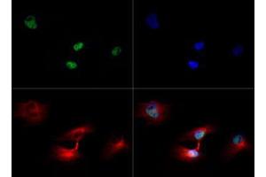 Fluorescence Microscopy (FM) image for anti-Histone 3 (H3) (H3K79me3) antibody (ABIN5706779)