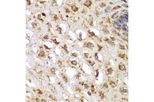 Immunohistochemistry (IHC) image for anti-serum/glucocorticoid Regulated Kinase 1 (SGK1) (AA 172-431) antibody (ABIN3021291) (SGK1 抗体  (AA 172-431))