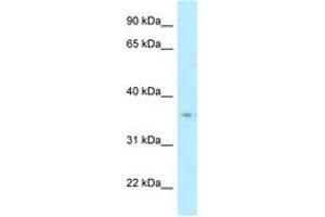Image no. 1 for anti-Hydroxysteroid (17-Beta) Dehydrogenase 7 (HSD17B7) (AA 160-209) antibody (ABIN6747886) (HSD17B7 抗体  (AA 160-209))