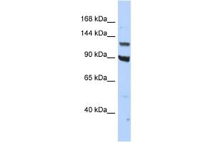 Host:  Rabbit  Target Name:  PER3  Sample Type:  HepG2 Whole cell lysates  Antibody Dilution:  1. (PER3 抗体  (C-Term))