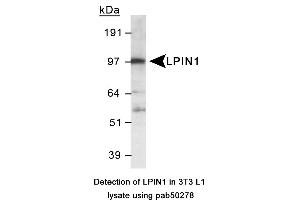 Image no. 1 for anti-Lipin 1 (LPIN1) (AA 500-600), (Internal Region) antibody (ABIN363587) (Lipin 1 抗体  (Internal Region))