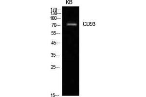 Western Blot (WB) analysis of KB cells using CD93 Polyclonal Antibody.