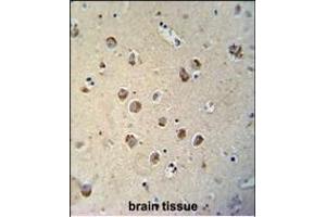 TECTB antibody (N-term) (ABIN654238 and ABIN2844070) immunohistochemistry analysis in formalin fixed and paraffin embedded human brain tissue followed by peroxidase conjugation of the secondary antibody and DAB staining. (TECTB 抗体  (N-Term))