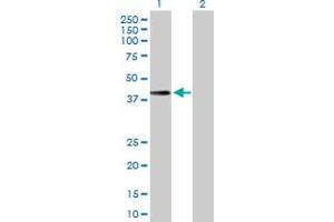 Western Blot analysis of MTFR1 expression in transfected 293T cell line by MTFR1 MaxPab polyclonal antibody. (MTFR1 抗体  (AA 1-333))