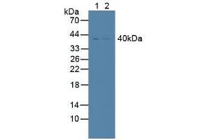 Western blot analysis of (1) Human K562 Cells and (2) Human Lung Tissue. (TNFRSF10B 抗体  (AA 234-435))