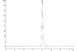 The purity of Canine EPHA3 is greater than 95 % as determined by SEC-HPLC.