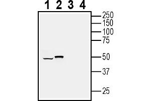 Western blot analysis of human glioblastoma  MG cell line lysate (lanes 1 and 3) and mouse  microglia cell line lysate (lanes 2 and 4):1-2. (RGMA 抗体  (Extracellular))