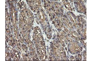 Image no. 6 for anti-Protein Disulfide Isomerase Family A, Member 3 (PDIA3) (AA 140-505) antibody (ABIN1490935)