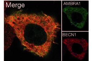 Image no. 5 for anti-Autophagy/beclin-1 Regulator 1 (AMBRA1) (N-Term) antibody (ABIN347117) (AMBRA1 抗体  (N-Term))