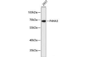 Western blot analysis of extracts of 293T cells using P4HA3 Polyclonal Antibody at dilution of 1:3000. (P4HA3 抗体)