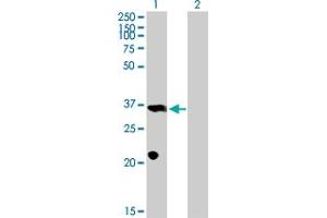 Western Blot analysis of PROP1 expression in transfected 293T cell line by PROP1 MaxPab polyclonal antibody. (PROP1 抗体  (AA 1-226))