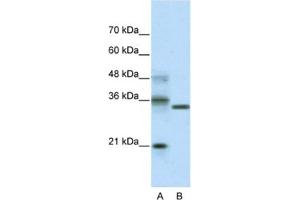 Western Blotting (WB) image for anti-Hairy and Enhancer of Split 4 (HES4) antibody (ABIN2461261) (HES4 抗体)