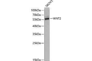 Western blot analysis of extracts of SKOV3 cells, using WNT2 Antibody (ABIN6130801, ABIN6150239, ABIN6150241 and ABIN6221571) at 1:1000 dilution. (WNT2 抗体  (AA 26-360))
