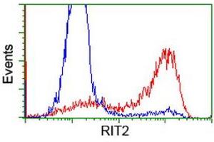 HEK293T cells transfected with either RC205367 overexpress plasmid (Red) or empty vector control plasmid (Blue) were immunostained by anti-RIT2 antibody (ABIN2453599), and then analyzed by flow cytometry. (RIT2 抗体)