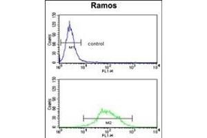 Flow Cytometry (FACS) image for anti-Eukaryotic Translation Elongation Factor 1 delta (Guanine Nucleotide Exchange Protein) (EEF1D) (AA 1-30), (N-Term) antibody (ABIN390423)