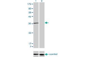 Western blot analysis of RAD1 over-expressed 293 cell line, cotransfected with RAD1 Validated Chimera RNAi (Lane 2) or non-transfected control (Lane 1). (RAD1 抗体  (AA 1-90))