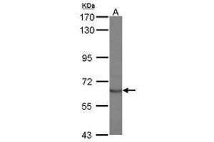 Image no. 1 for anti-Signal Transducing Adaptor Molecule (SH3 Domain and ITAM Motif) 2 (STAM2) (AA 1-215) antibody (ABIN1501167) (STAM2 抗体  (AA 1-215))