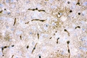 Immunohistochemistry (IHC) image for anti-Aquaporin 4 (AQP4) (AA 295-323), (C-Term) antibody (ABIN3043789)