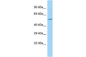 KPNA7 抗体  (C-Term)