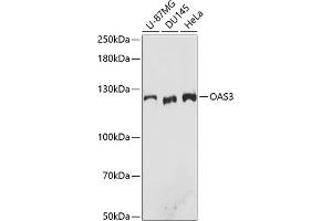 Western blot analysis of extracts of various cell lines, using O antibody (ABIN7265319) at 1:3000 dilution. (OAS3 抗体  (AA 320-620))