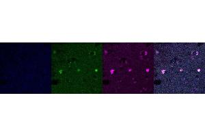 Immunohistochemistry (IHC) image for anti-Microtubule-Associated Protein 2 (MAP2) antibody (ABIN7456022)