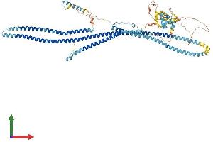 Protein Structure (PS) image for Dynein Regulatory Complex Subunit 1 (DRC1) (AA 1-740) protein (His tag) (ABIN7553703)