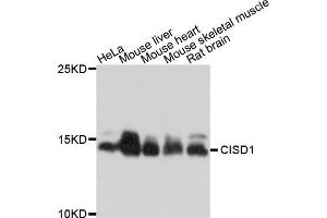 Western blot analysis of extracts of various cell lines, using CISD1 antibody (ABIN4903298) at 1:1000 dilution. (CISD1 抗体)