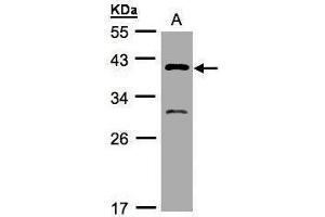 WB Image Sample(30 μg of whole cell lysate) A:H1299 10% SDS PAGE antibody diluted at 1:500