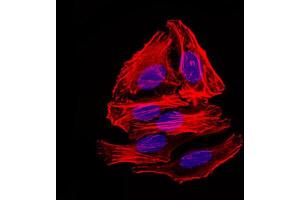 Immunofluorescence analysis of HepG2 cells using mouse Splunc2 antibody (green). (BPIFA2 抗体)
