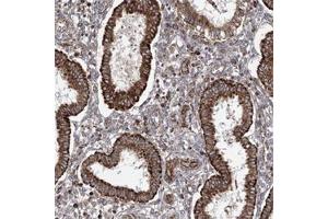 Immunohistochemical staining of human uterus, pre-menopause with PGAM5 polyclonal antibody  shows strong cytoplasmic positivity in glandular cells at 1:200-1:500 dilution. (PGAM5 抗体)
