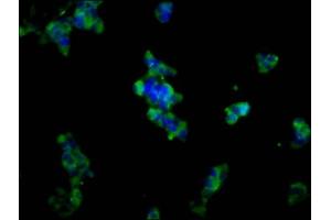 Immunofluorescence staining of 293 cells with ABIN7150047 at 1:133, counter-stained with DAPI. (Adam23 抗体  (AA 498-647))