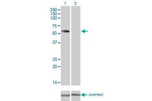 Western Blotting (WB) image for anti-Vaccinia Related Kinase 2 (VRK2) (AA 260-360) antibody (ABIN521355)