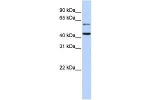 Western Blotting (WB) image for anti-Cytidine Monophosphate N-Acetylneuraminic Acid Synthetase (CMAS) antibody (ABIN2459239) (CMAS 抗体)