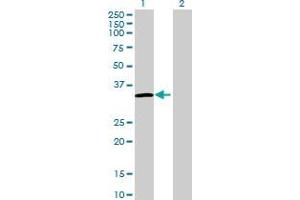 Western Blot analysis of FRG1 expression in transfected 293T cell line by FRG1 MaxPab polyclonal antibody. (FRG1 抗体  (AA 1-258))