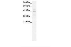 Image no. 2 for anti-Mortality Factor 4 Like 1 (MORF4L1) (AA 251-295) antibody (ABIN202346)