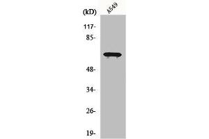 Western Blot analysis of various cells using EIF2AK1 Polyclonal Antibody (EIF2AK1 抗体  (C-Term))
