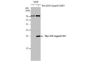 WB Image Non-transfected (–) and transfected (+) 293T whole cell extracts (30 μg) were separated by 12% SDS-PAGE, and the membrane was blotted with CD81 antibody , diluted at 1:1000. (CD81 抗体)