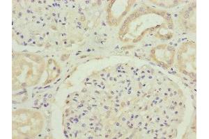 Immunohistochemistry of paraffin-embedded human kidney tissue using ABIN7152413 at dilution of 1:100 (FBXO24 抗体  (AA 1-200))