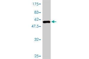 Western Blotting (WB) image for anti-DnaJ (Hsp40) Homolog, Subfamily B, Member 6 (DNAJB6) (AA 1-241) antibody (ABIN564339)
