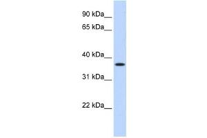 Western Blotting (WB) image for anti-Methylenetetrahydrofolate Dehydrogenase (NADP+ Dependent) 2, Methenyltetrahydrofolate Cyclohydrolase (MTHFD2) antibody (ABIN2458979) (MTHFD2 抗体)