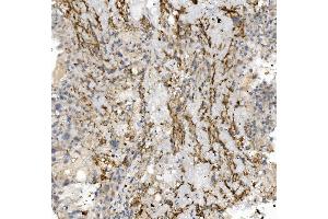 IHC analysis of CCR2 using anti-CCR2 antibody (ABIN7600349).