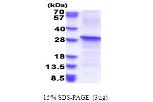 REV1, Polymerase (DNA Directed) (REV1) (AA 51-256) protein (His tag)