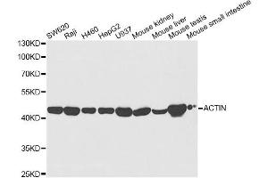 Western blot analysis of extracts of various cell lines, using ACAT1 antibody (ABIN5973073) at 1/5000 dilution. (ACAT1 抗体)