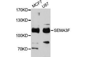 Western blot analysis of extracts of various cell lines, using SEMA3F antibody (ABIN4905112) at 1:3000 dilution. (SEMA3F 抗体)
