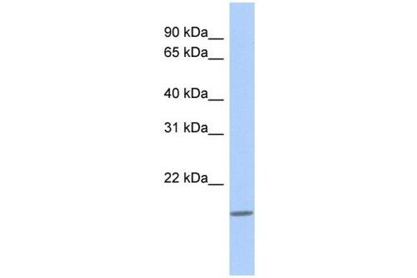 CLECL1 抗体  (N-Term)